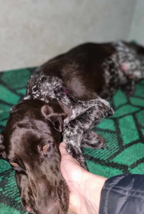 კურცხაარი ყაზბეგი. ბუბუ.