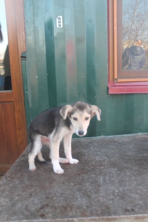 ქართული ქოფაკი უსახელო