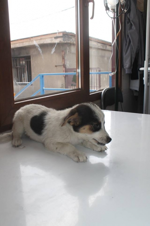 მეტისი უსახელო