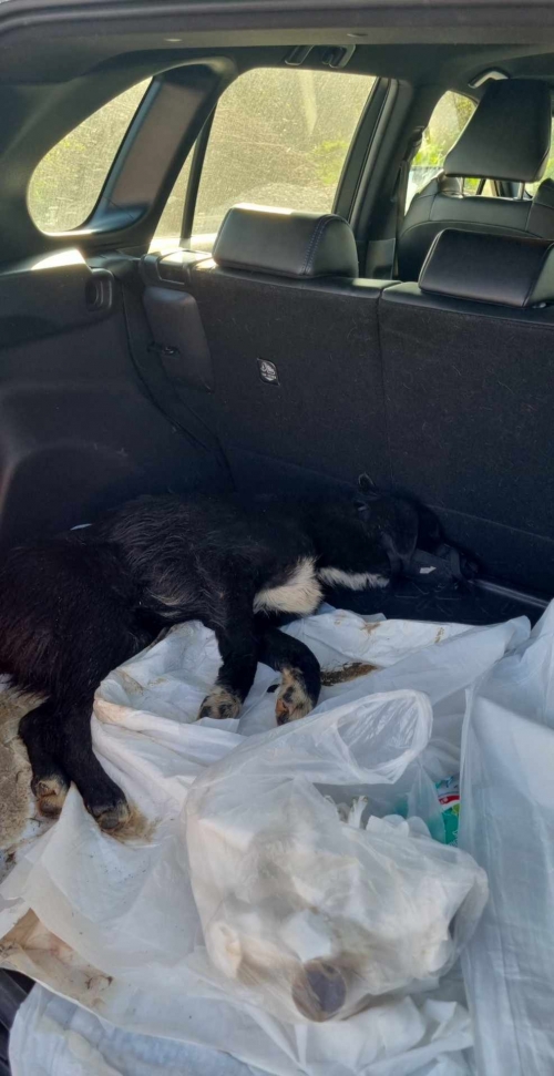 მეტისი ქვემო ფონიჭალა