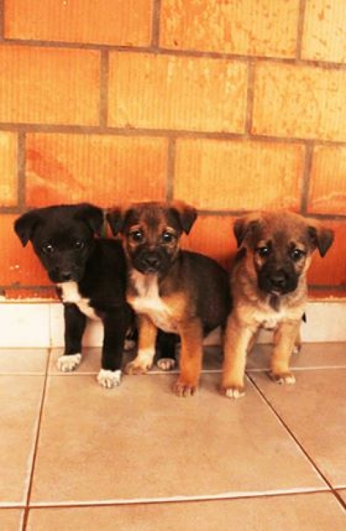 მეტისი უსახელო