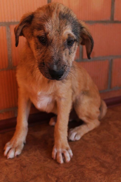 ქართული ქოფაკი უსახელო