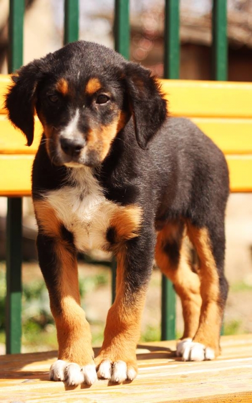 მეტისი ბობი