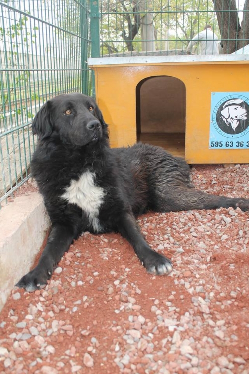 ლაბრადორის მეტისი ზიგი