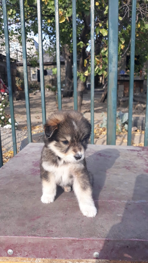 მეტისი უსახელო