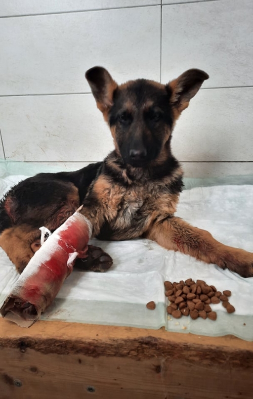 გერმანული ნაგაზი წეროვნის დევნილთა დასახლება