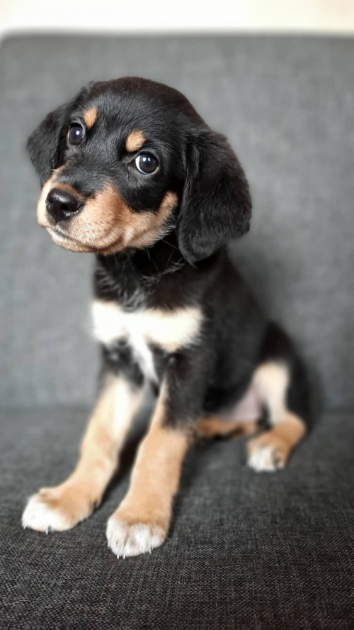 მეტისი წერეთელი