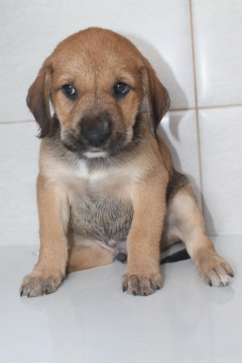 მეტისი უსახელო