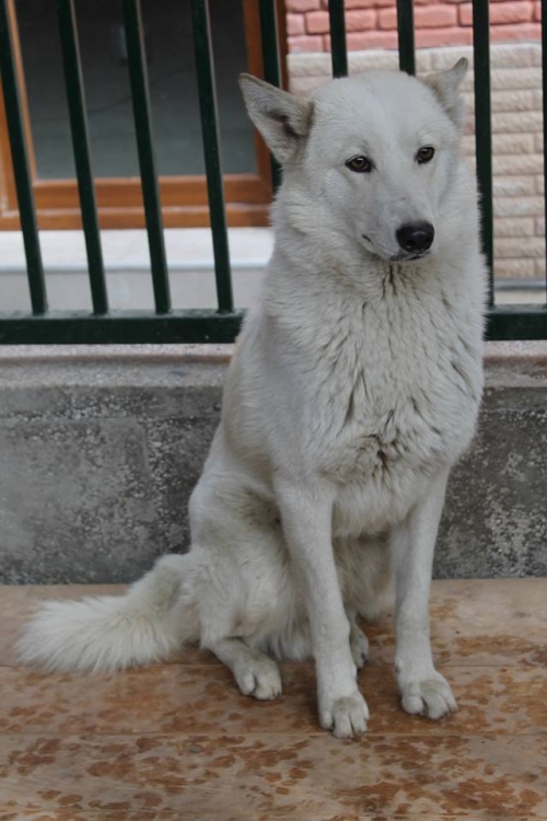 ლაიკა უსახელო