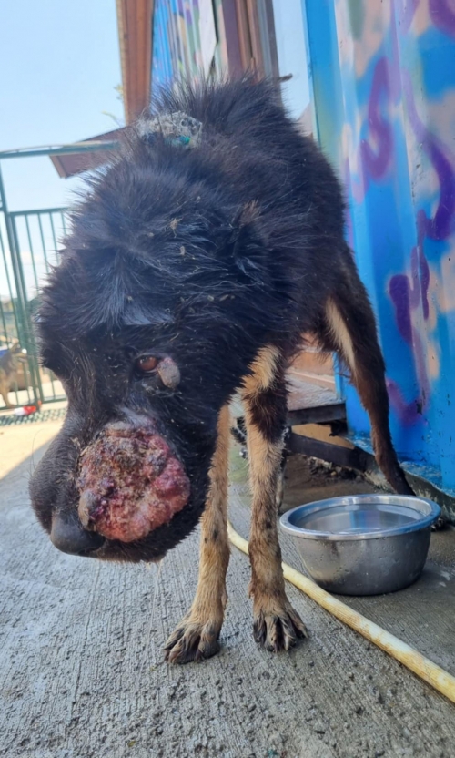 მეტისი თელავი