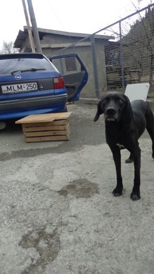 მეტისი ჯესი