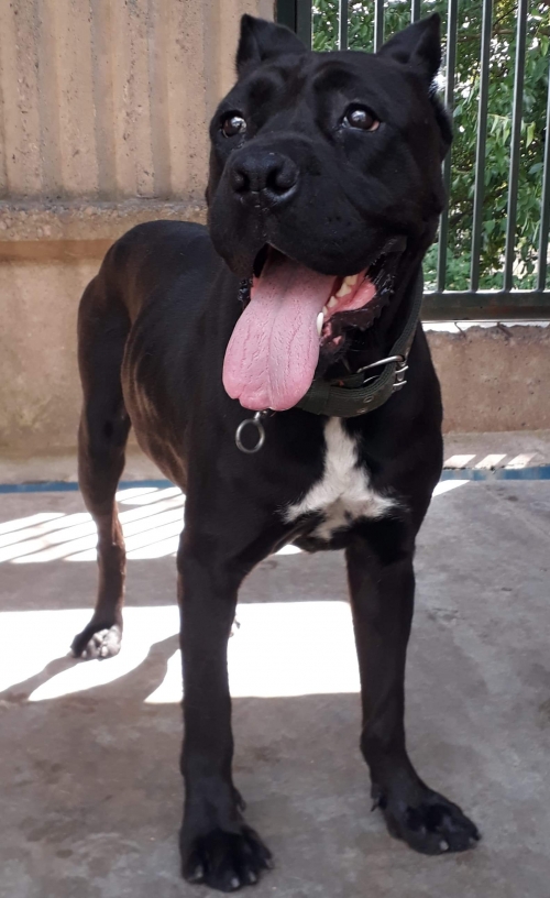 კანე კორსო უსახელო