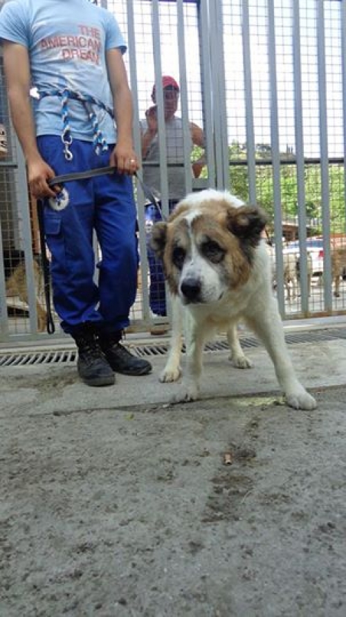 ქართული ნაგაზი ჯანი