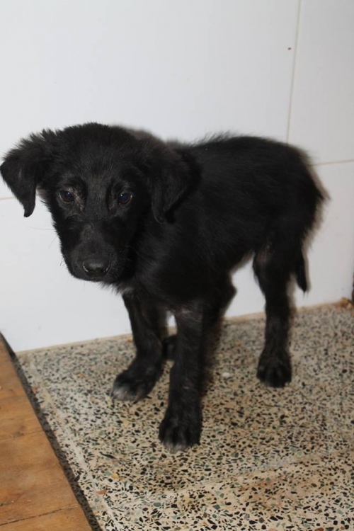 მეტისი უსახელო