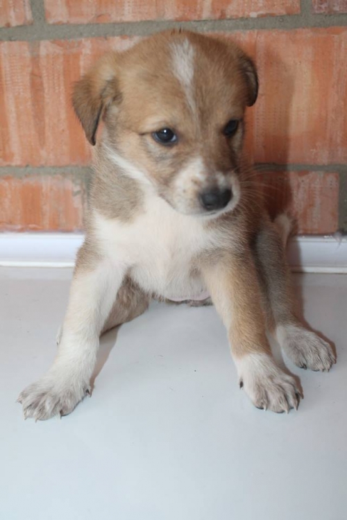 მეტისი უსახელო