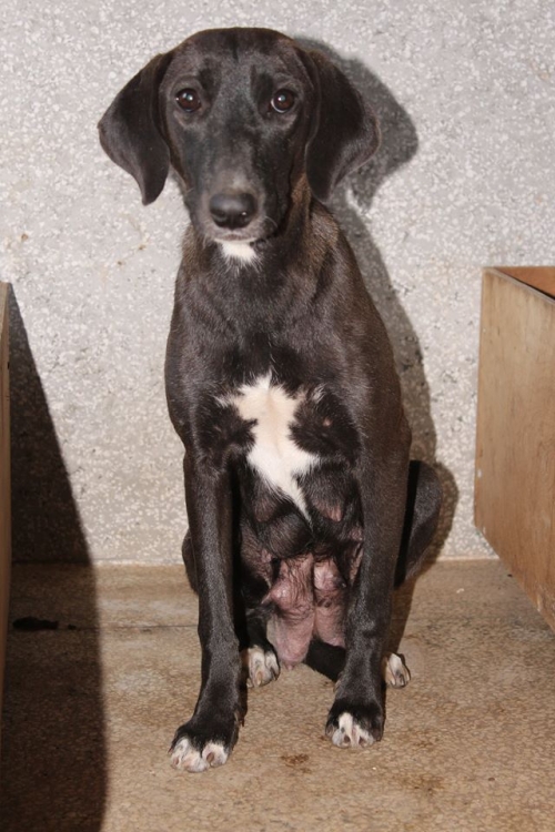 მეტისი უსახელო