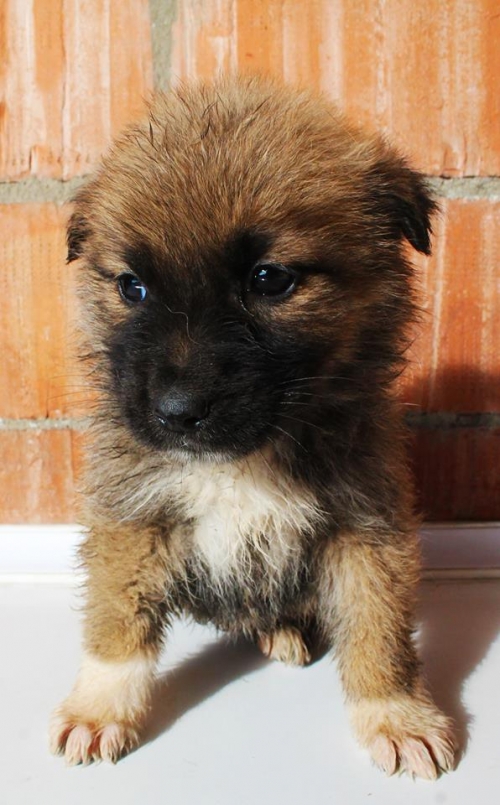 მეტისი უსახელო