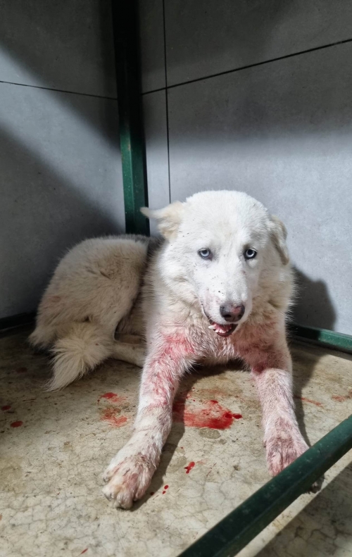 ლაიკა თაბუკაშვიკის 27 ნომერი