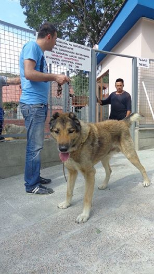 ქართული მეცხვარე ჯეკი