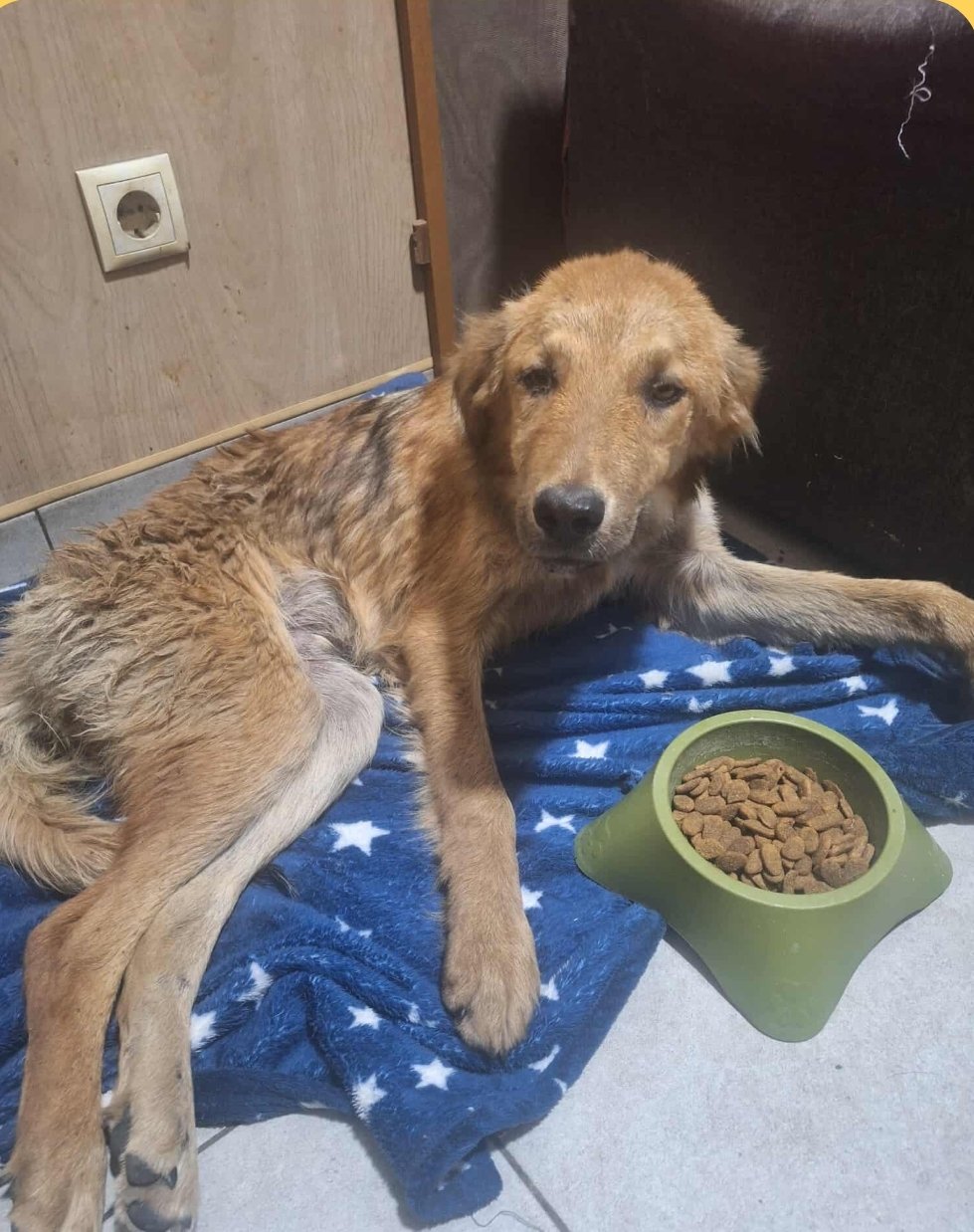 მეტისი. კავთისხევი