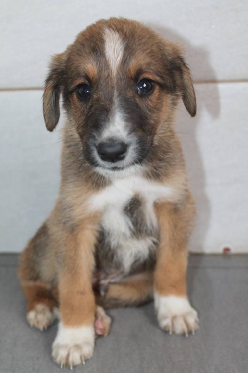 მეტისი უსახელო