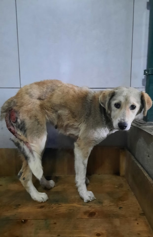 მეტისი ზემო ფონიჭალა