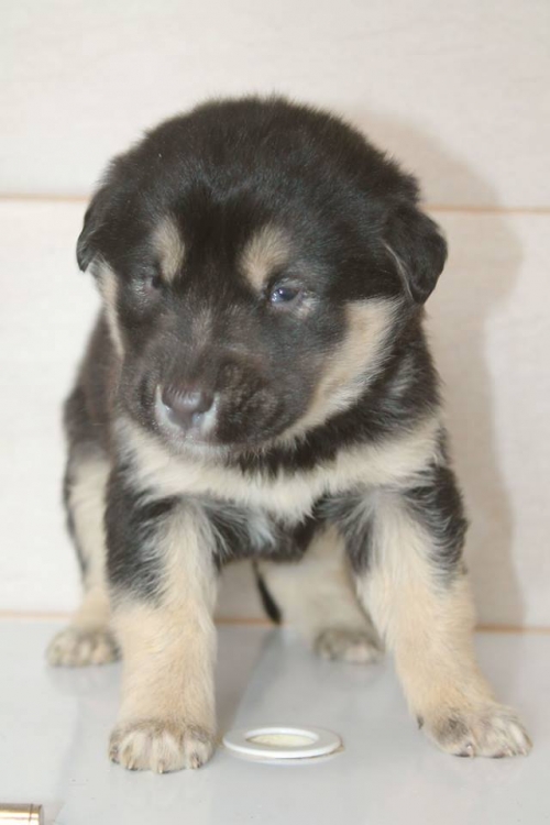 მეტისი უსახელო