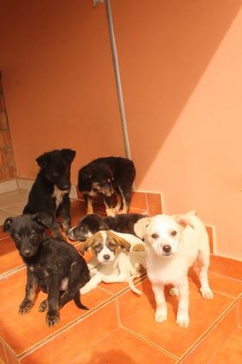 ქართული ქოფაკი უსახელო