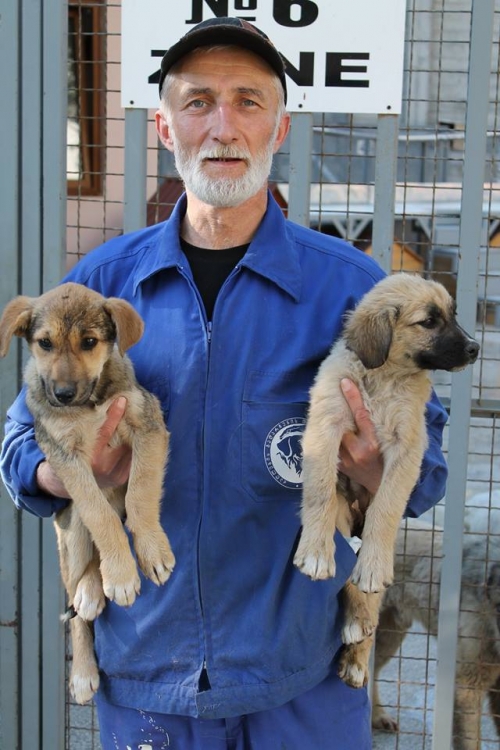 მეტისის ლეკვები უსახელო