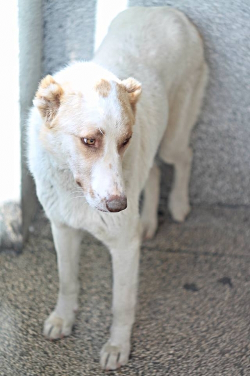 მეტისი უსახელო