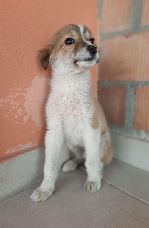 მეტისი მეტრომშენი