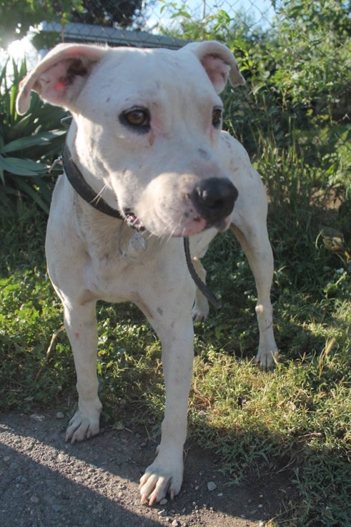 პიტი უსახელო