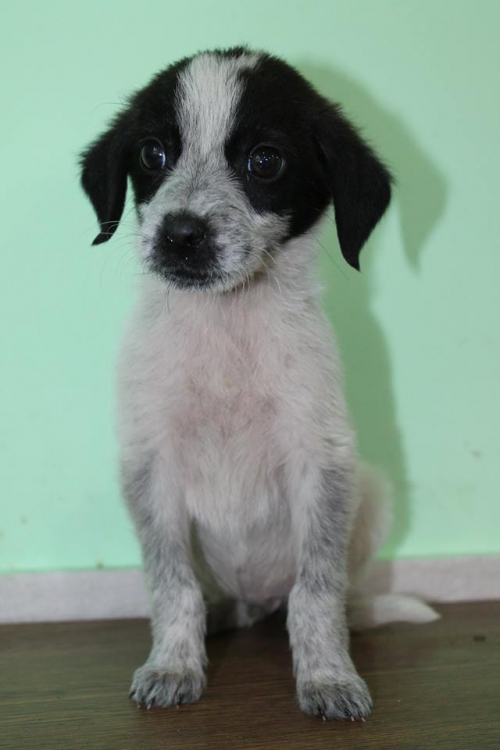 მეტისი უსახელო