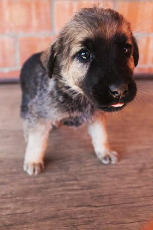 მეტისი უსახელო