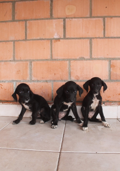 მეტისი უსახელო