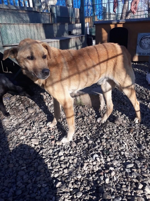 მეტისი ურეკი