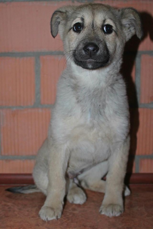 მეტისი უსახელო