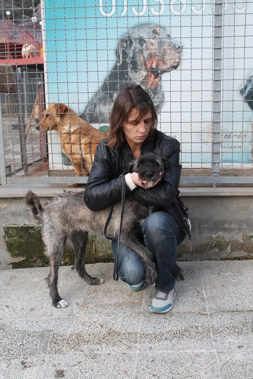 შნაუცერი ბობო