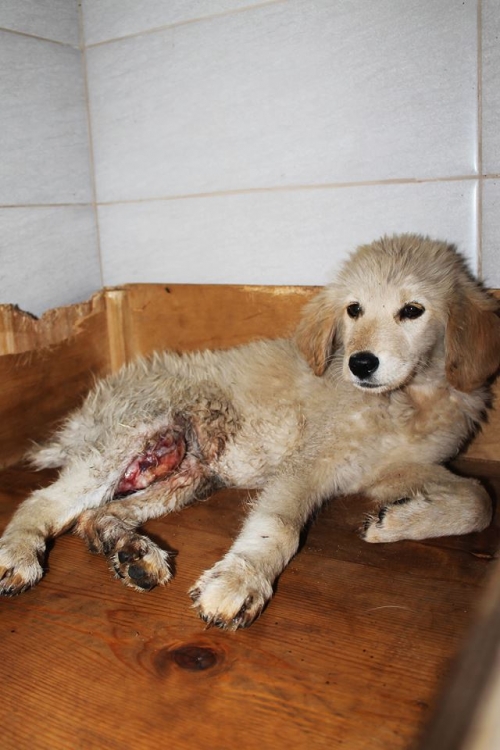 ქართული ქოფაკი უსახელო