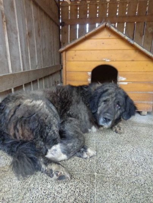 ქართული ნაგაზი ტაისონა