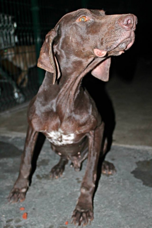 კურცხაარი როკი