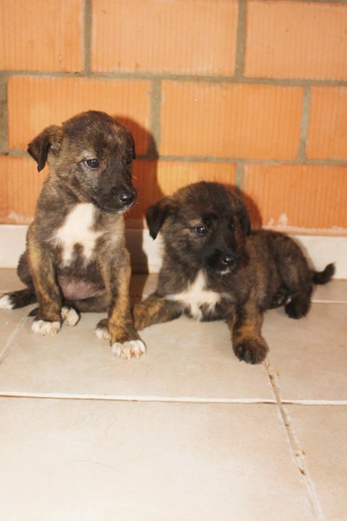 მეტისი უსახელო