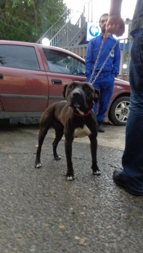 პიტი უსახელო