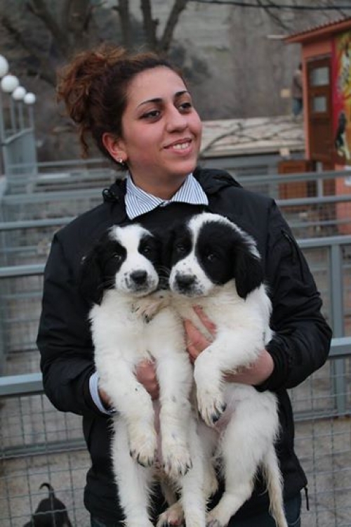 მეტისი უსახელო