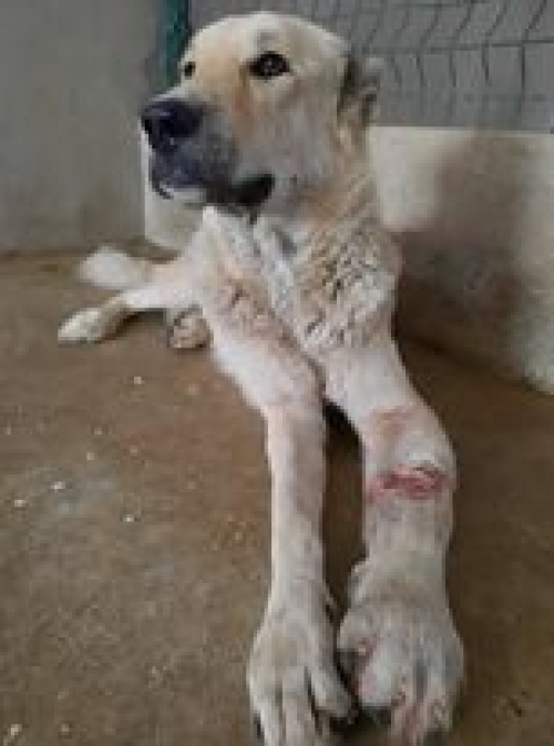 ქართული ნაგაზი თელავი