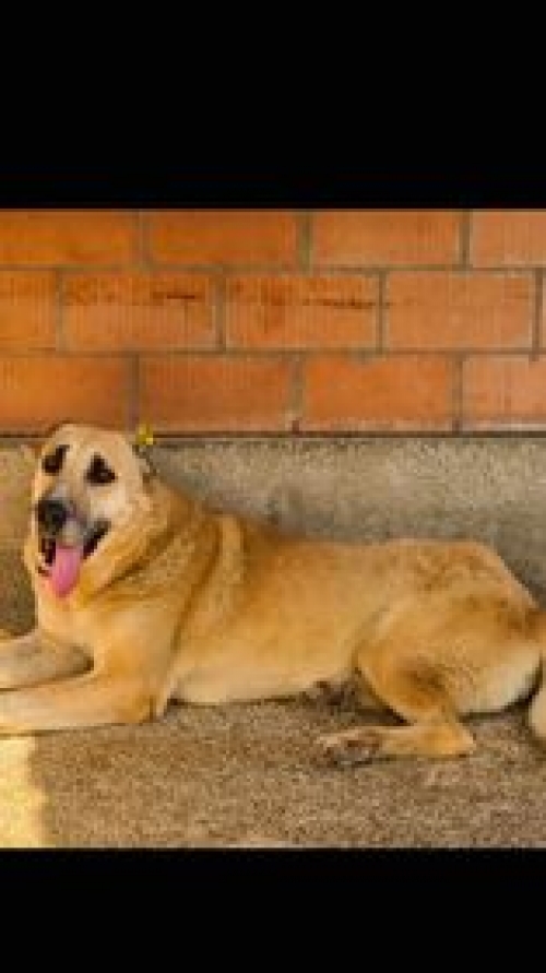 აზიური ნაგაზი გადმოყვანილია მუნიციპალური თავშესაფრიდან