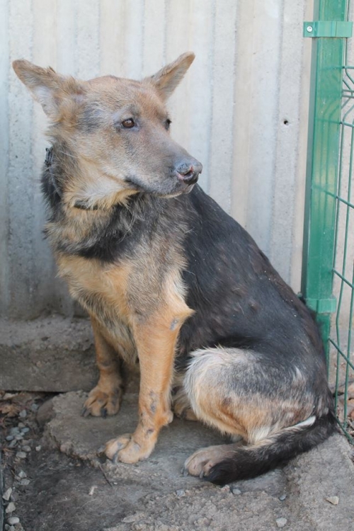 გერმანული ნაგაზი ლესი