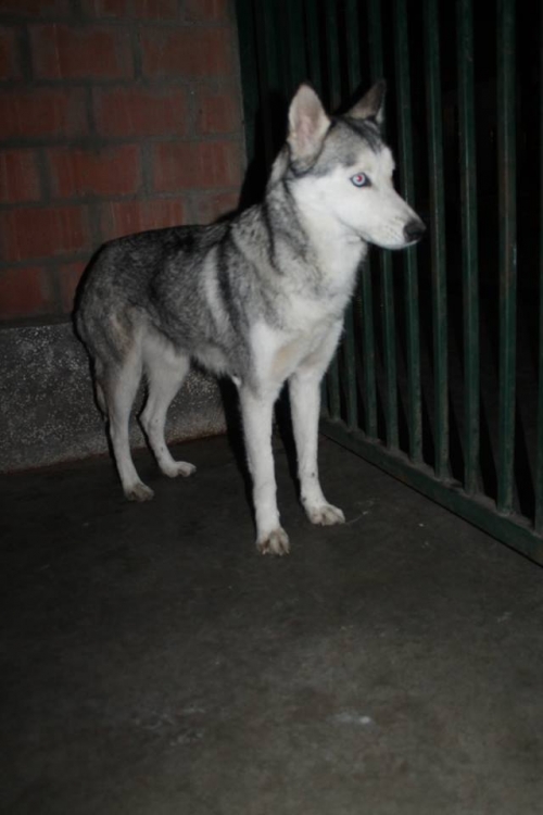 ლაიკა უსახელო