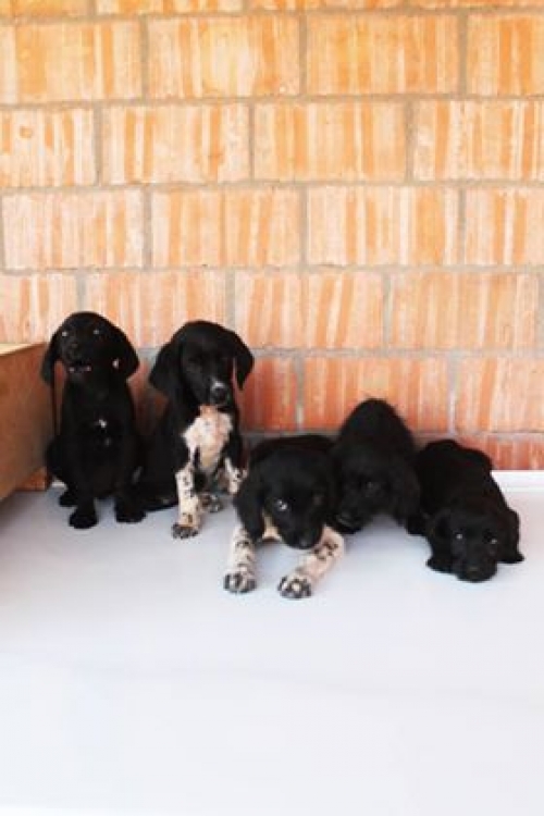 მეტისის ლეკვები უსახელო