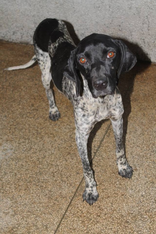 კურცხაალის მეტისი უსახელო